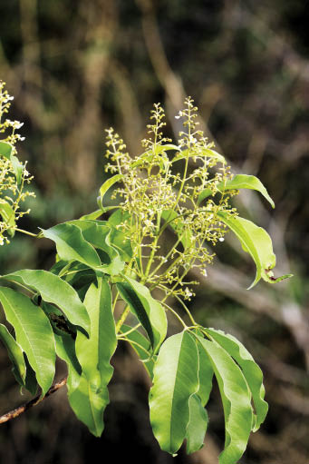 กาสามปีก Vitex peduncularis Wall. ex Schauer<br/>LAMIACEAE